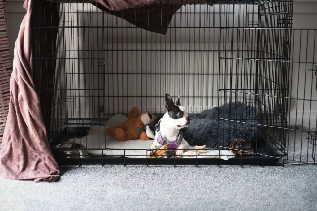 a dog relaxing in an uncovered crate