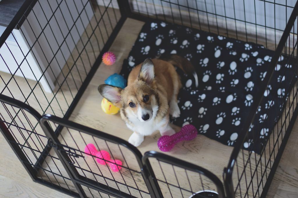a dog relaxing inside a crate with blankets and toys.