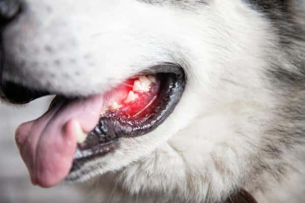 a dog reluctant to eat due to dental pain