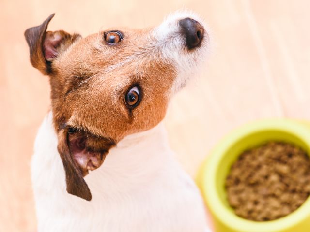 a dog reluctantly eating prescription food to maintain nutrition while undergoing lymphoma treatment.