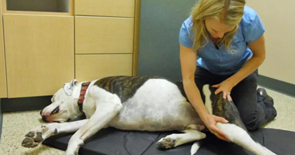 a dog resting after a chiropractic session