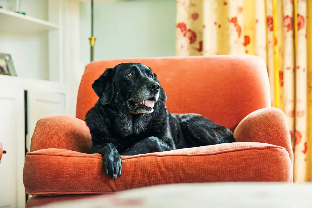 a dog resting comfortably at home