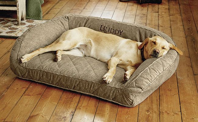 a dog resting comfortably on plush bedding