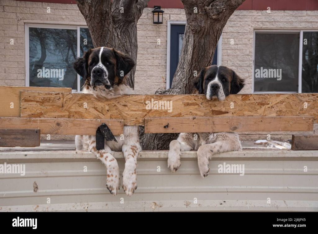 a dog resting in a fenced yard.