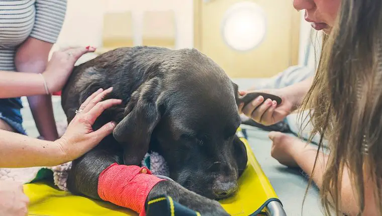 a dog resting peacefully as a vet administers euthanasia drugs.