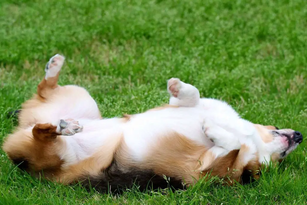 a dog rolling onto its back in front of its owner