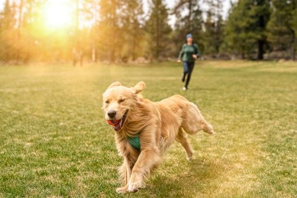 a dog running and playing fetch in a park.