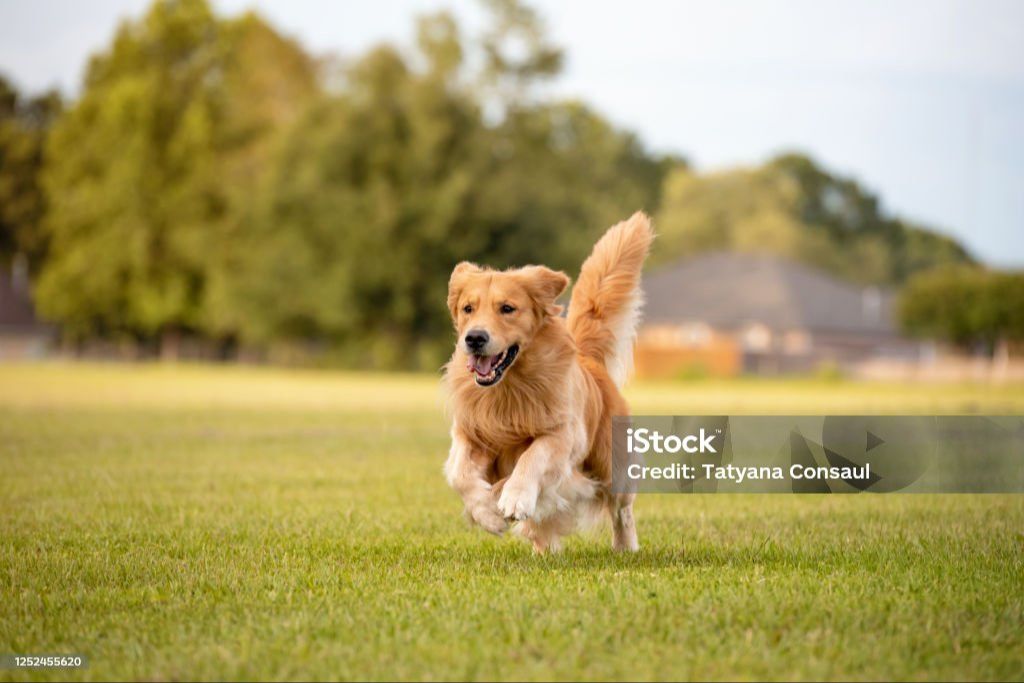 a dog running and playing in an open field.