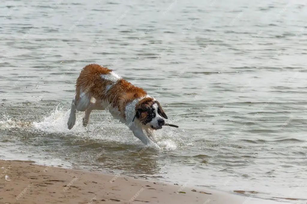 a dog running and playing on a beach next to a lake