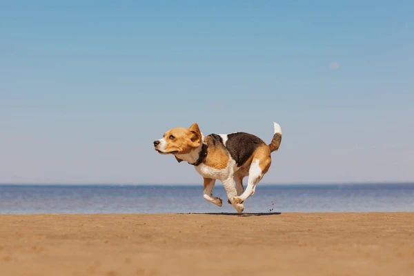 a dog running on the beach