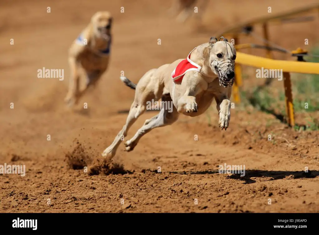 a dog running sprints