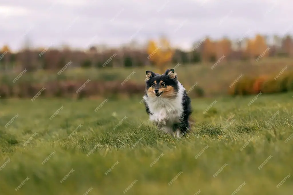 a dog running through a field