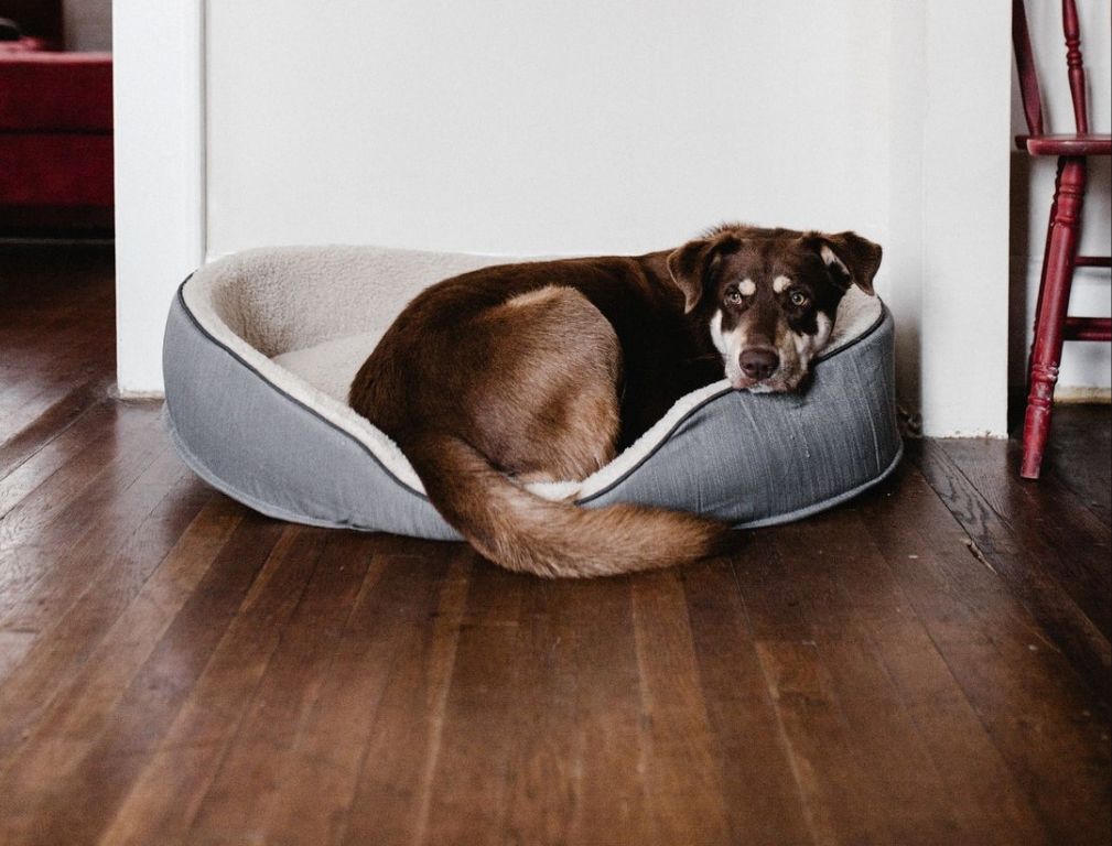 a dog scratching a luxury vinyl floor with its paw nails.