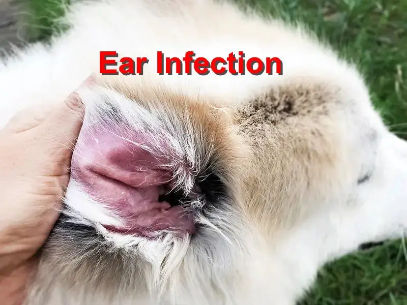 a dog scratching at its ear, a sign of possible infection.