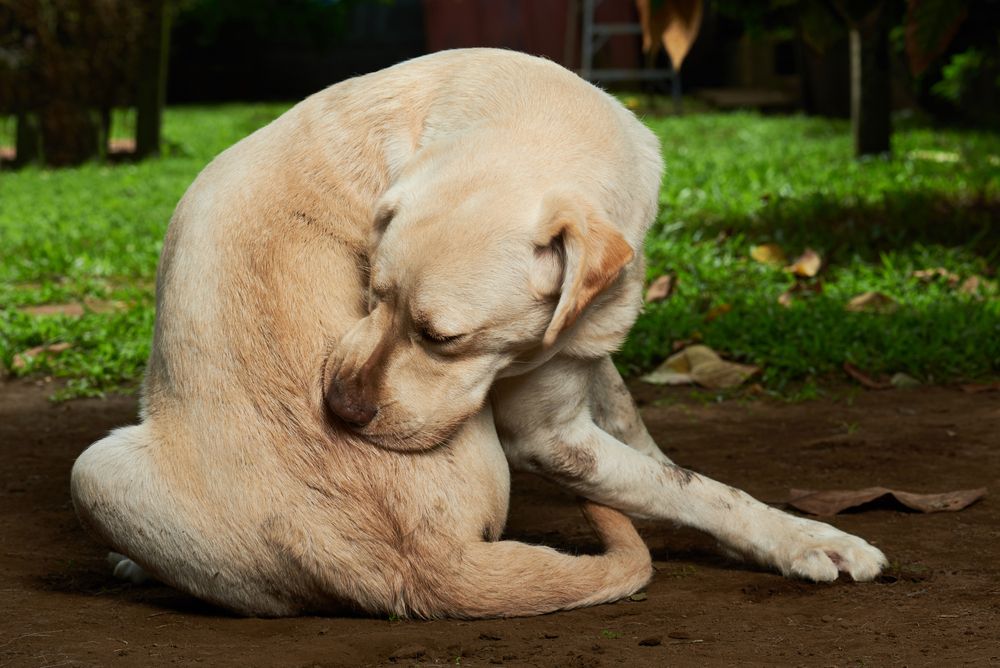 a dog scratching itself due to flea bites