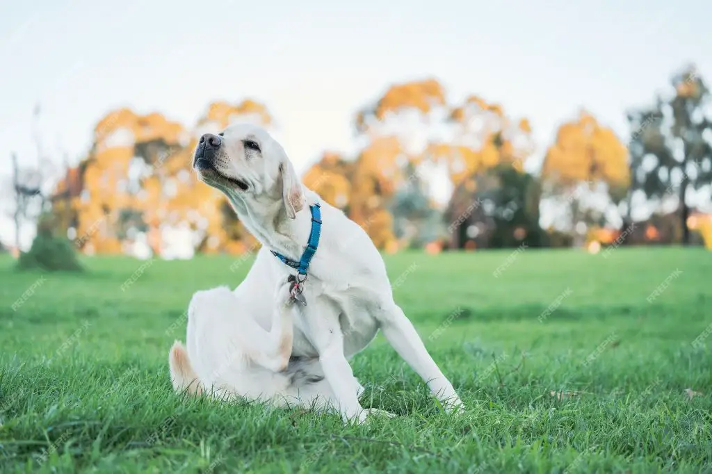 a dog scratching itself