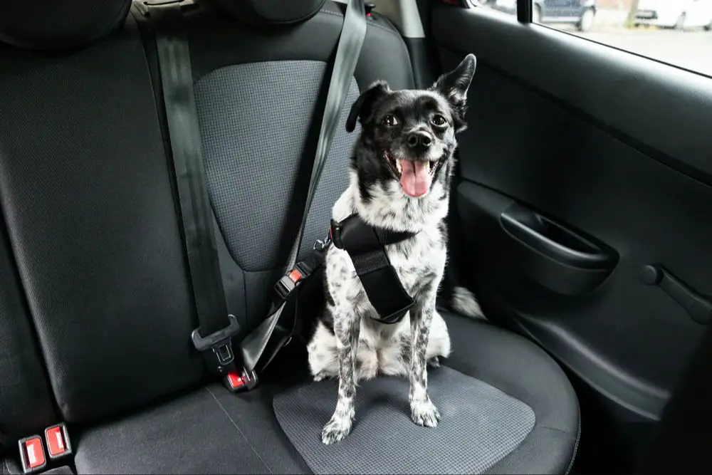 a dog secured in a car seat with a seatbelt