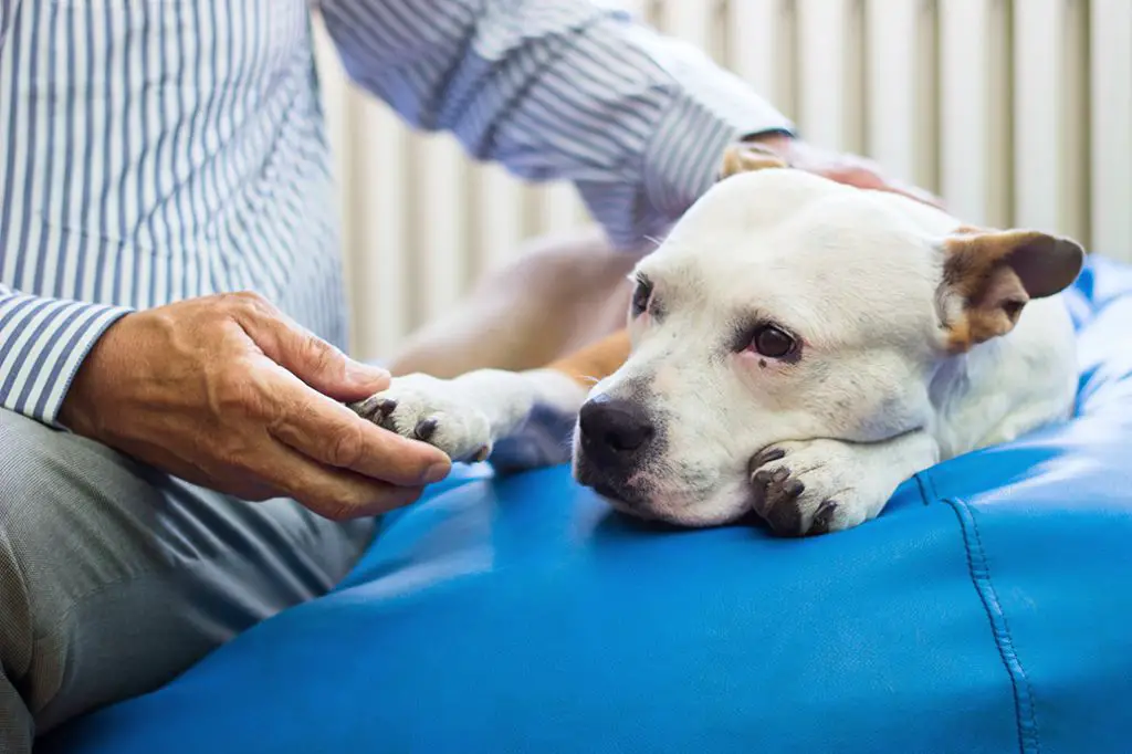 a dog seeing a vet