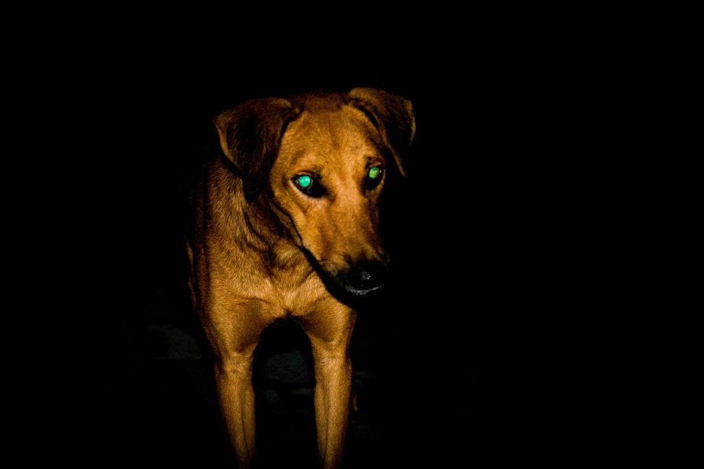 a dog seeing clearly at night