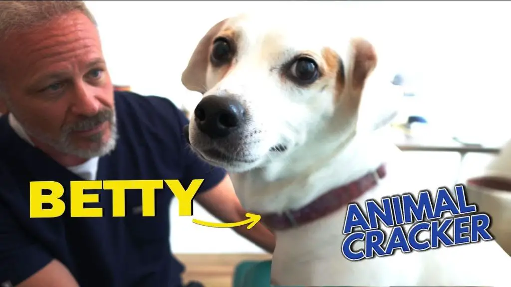 a dog shaking after a chiropractic adjustment