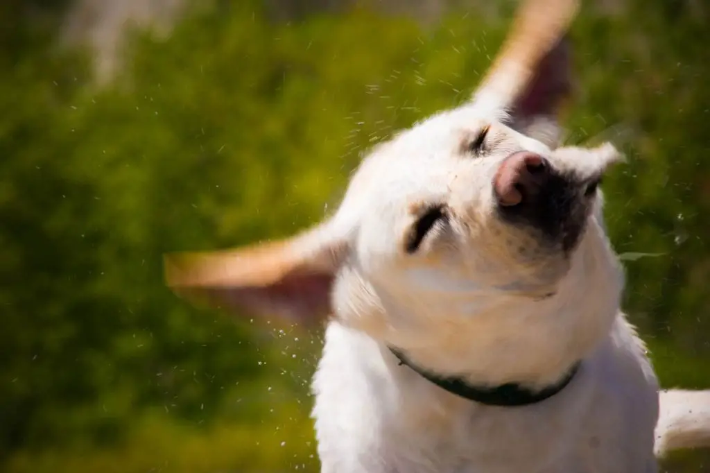 a dog shaking its head side to side