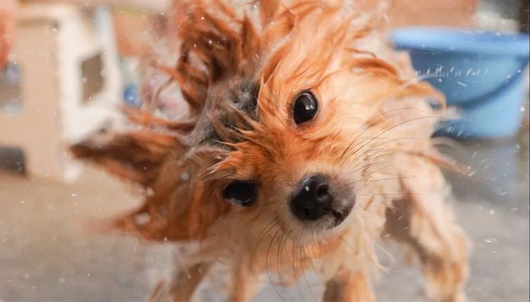 a dog shaking its head violently while latched onto another dog, soap around its jaws