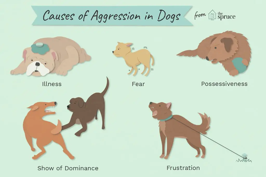 a dog showing signs of aggression