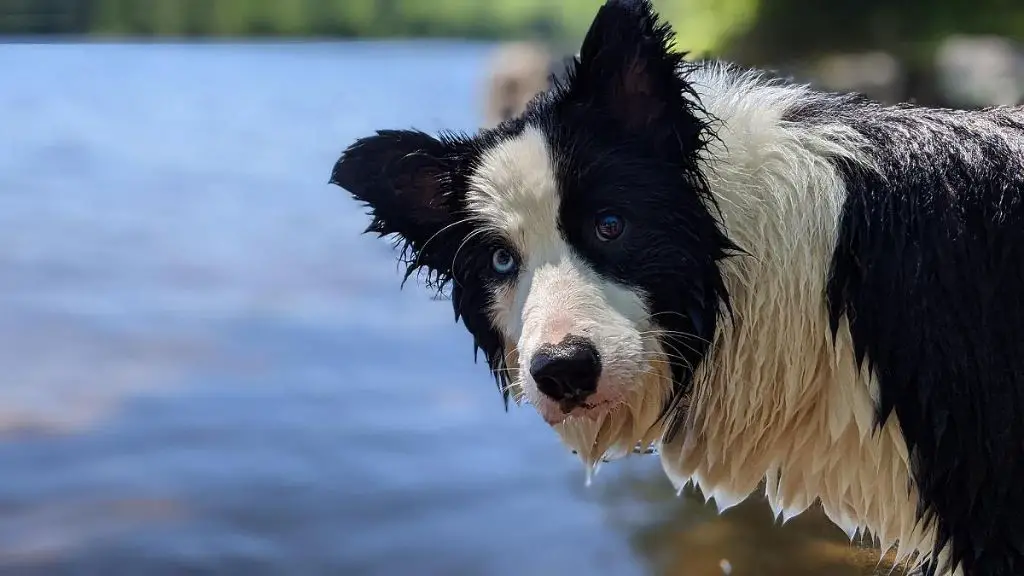 a dog showing signs of water intoxication such as glazed eyes.