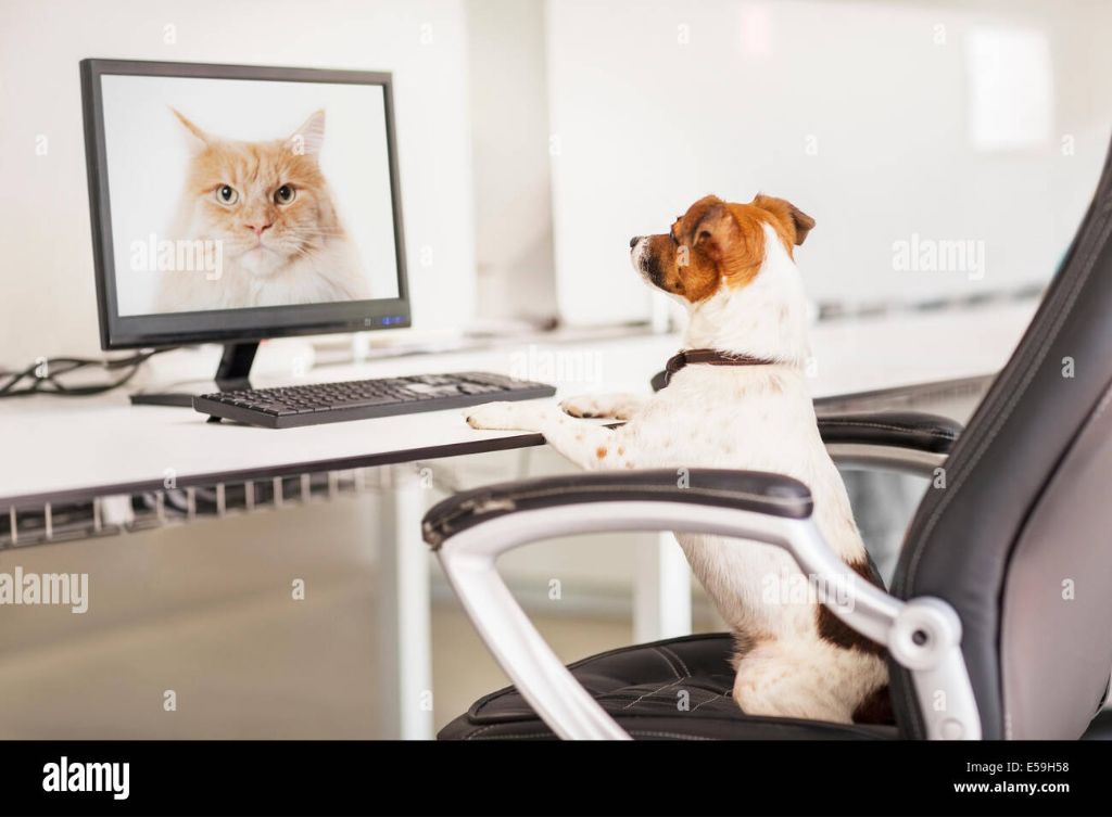 a dog sits in an office workspace