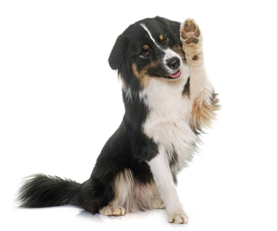 a dog sitting down and holding up its paw