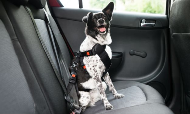 a dog sitting in a car seat harness designed for safety