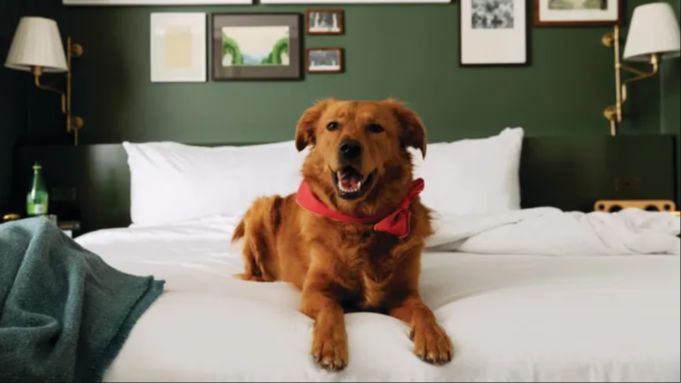 a dog sitting in a luxury villa room at an mgm resort