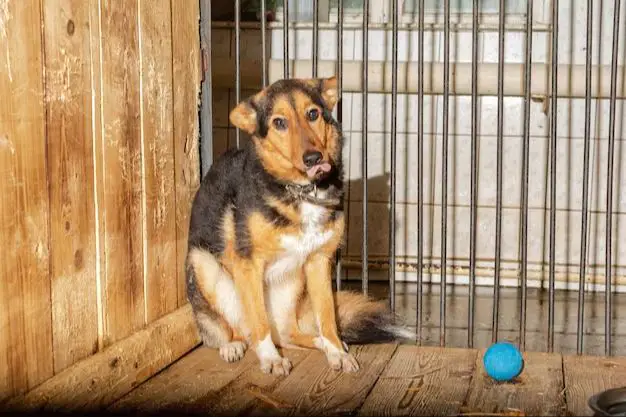 a dog sitting in a shelter cage