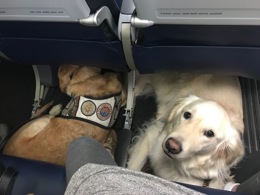 a dog sitting in an airline seat with a seatbelt on