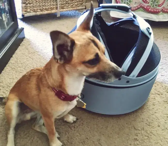 a dog sitting inside a sleepypod mobile pet bed while secured in a car