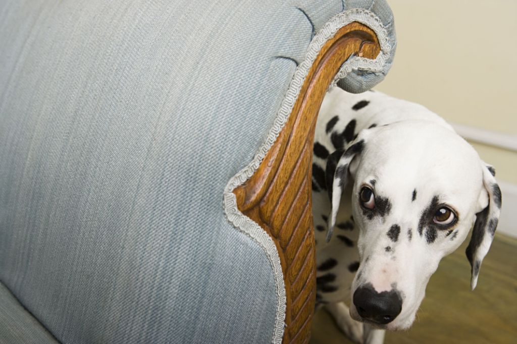 a dog sitting on a couch looking anxious