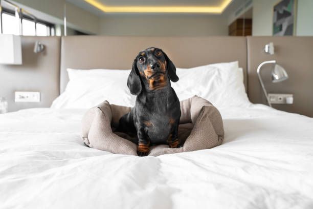 a dog sitting on a hotel bed