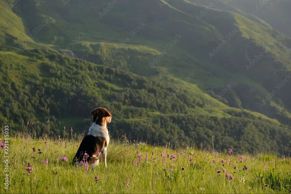 a dog sitting on a trail looking at mountains