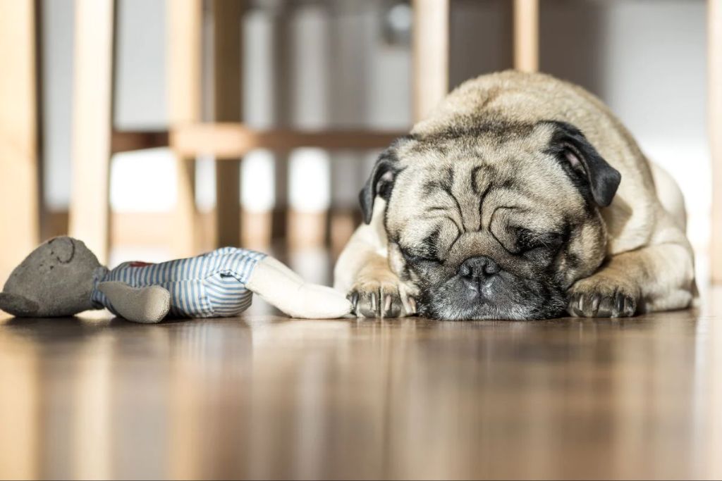 a dog sleeping comfortably on luxury vinyl plank flooring.