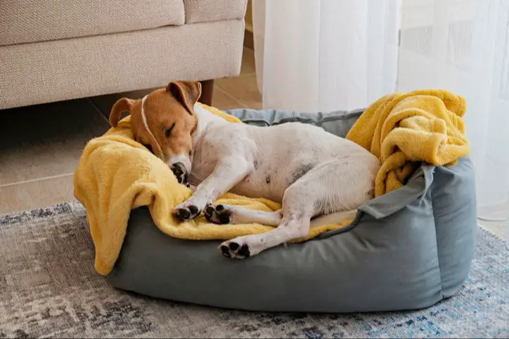 a dog sleeping peacefully with legs running