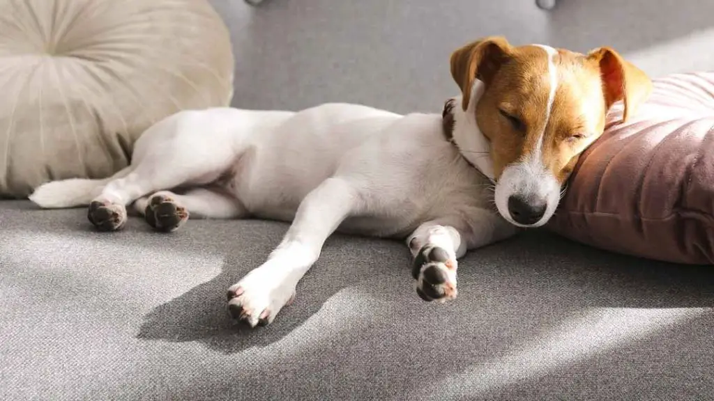 a dog sleeping peacefully without its collar