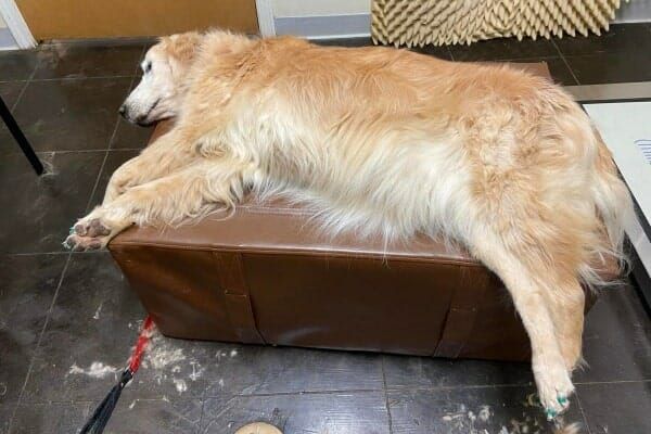 a dog sleeping soundly after a chiropractic session