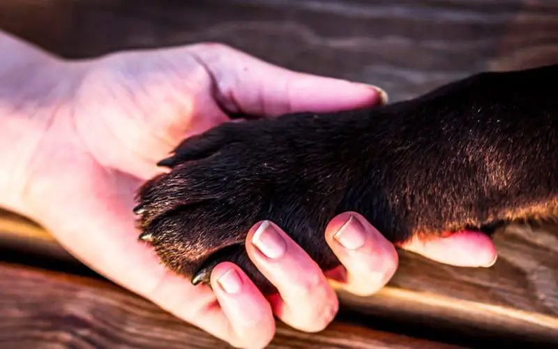 a dog snarling as his paw is touched.