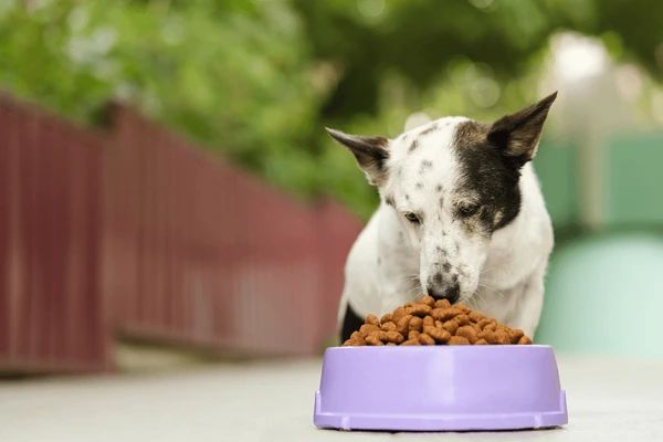 a dog sniffing food