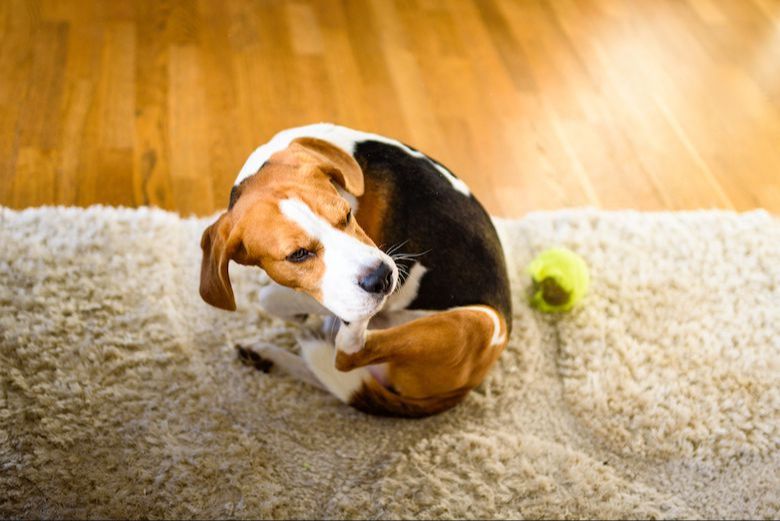 a dog sniffing moldy leaves and dirt where fungal spores may be present