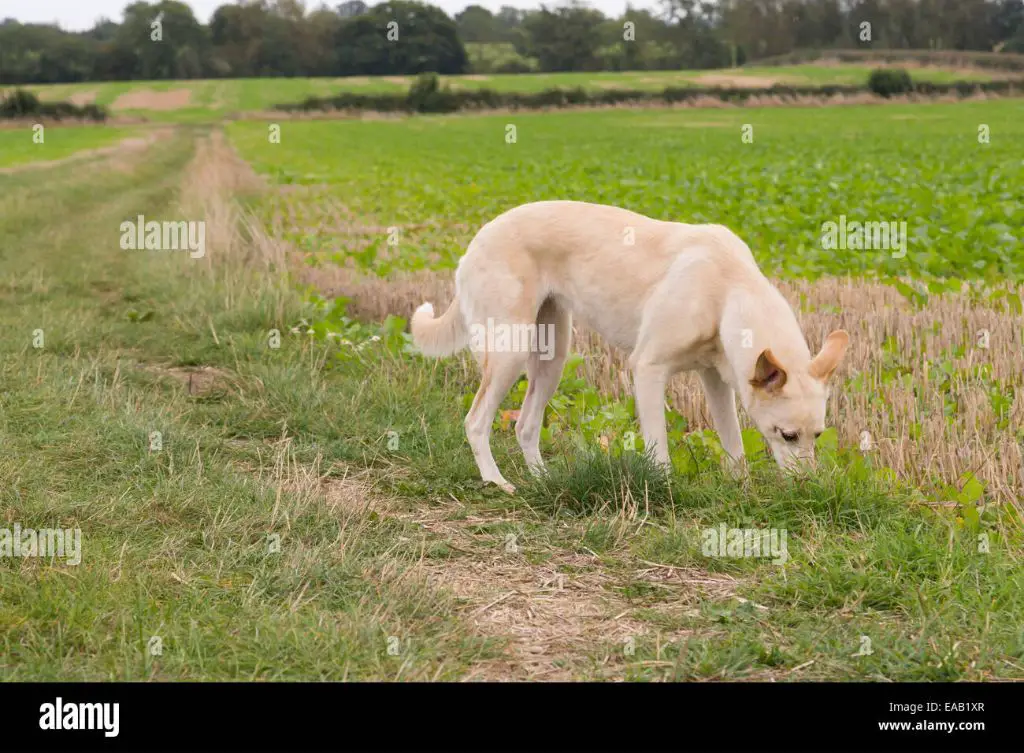 a dog sniffing the ground in a field