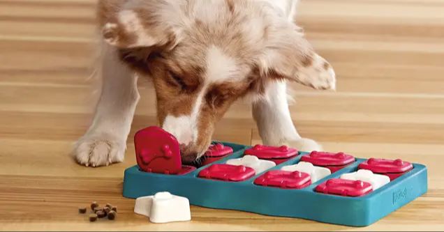 a dog solving a food puzzle toy