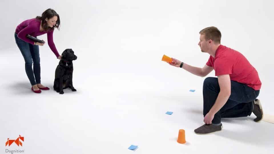 a dog solving a problem during a canine intelligence test.