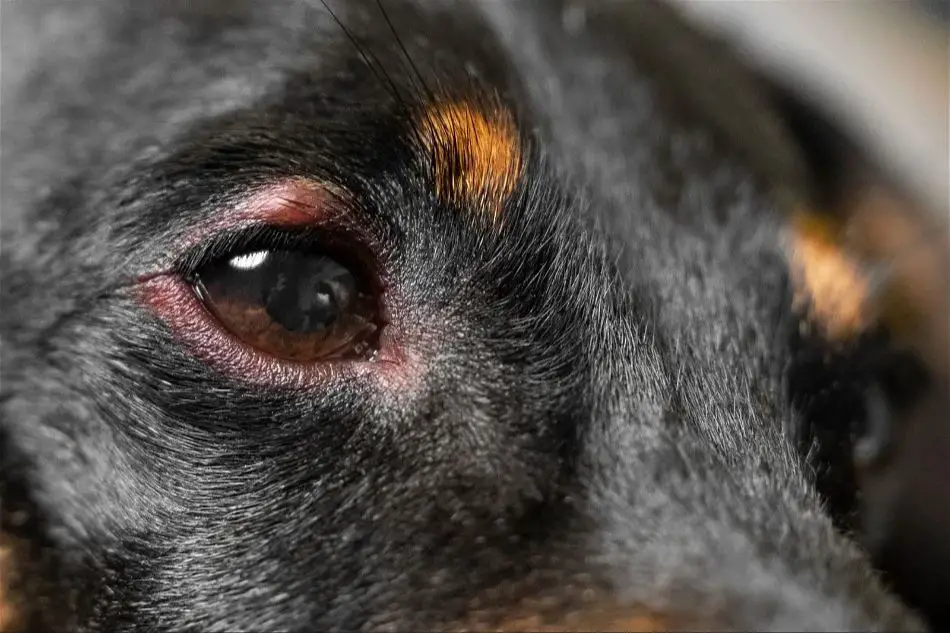 a dog squinting due to a stye