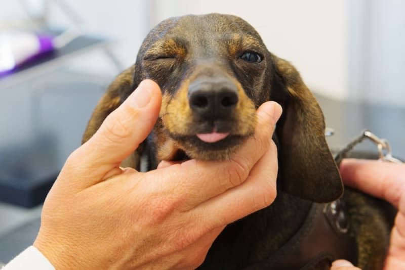 a dog squinting due to severe conjunctivitis